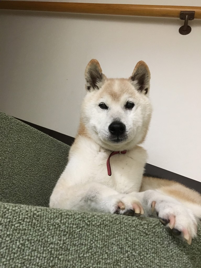 ユーザーアイコン