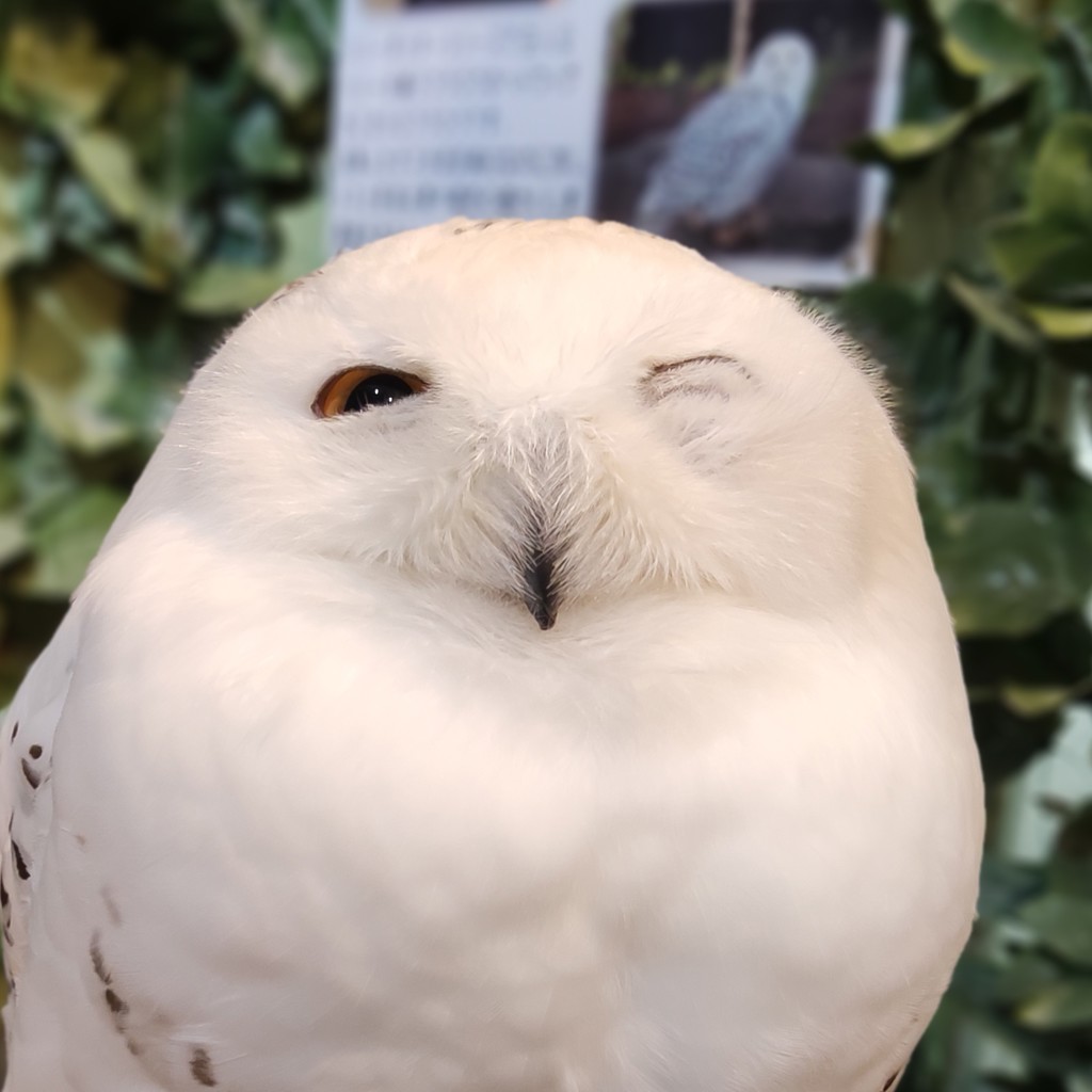 あきゆー