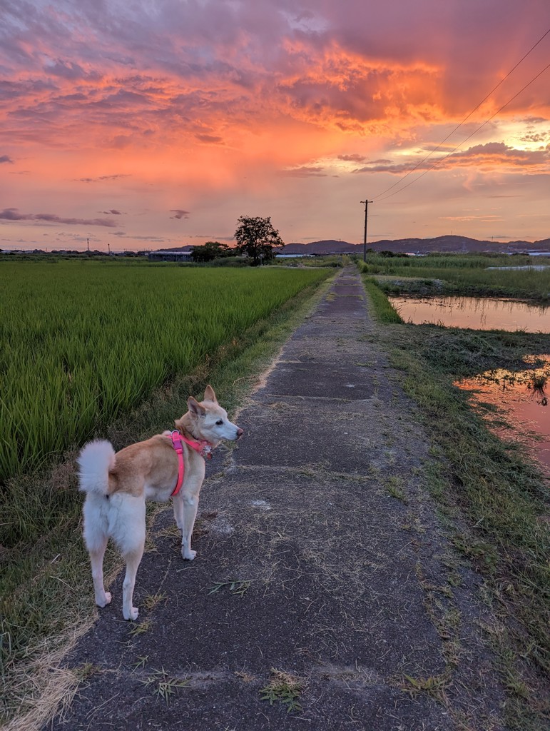 ふくはな