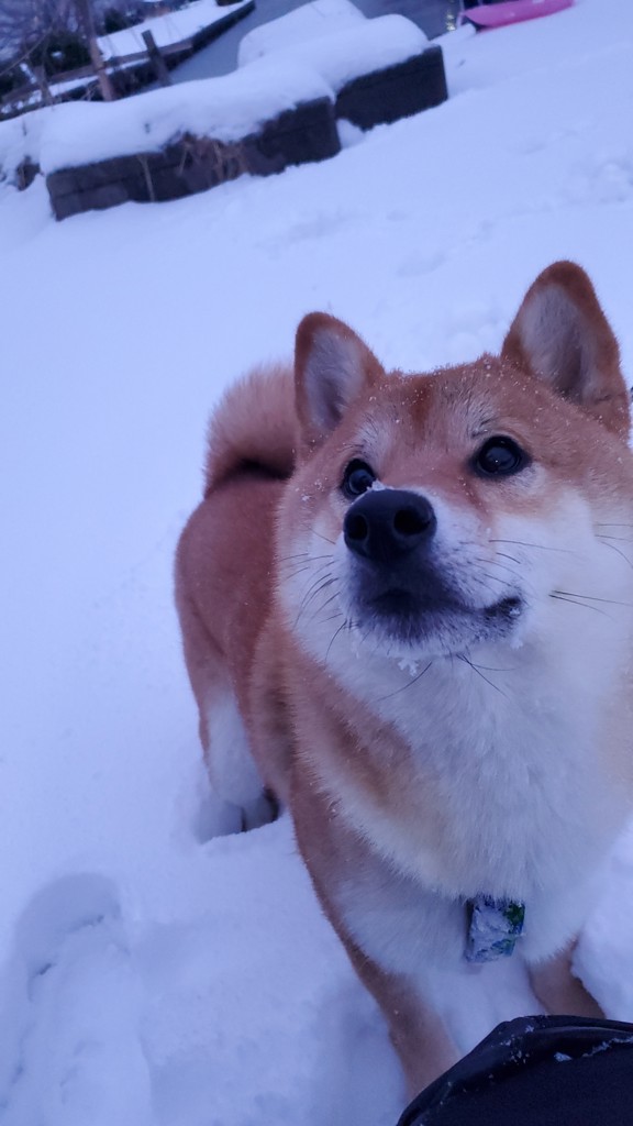 ぽてすけ