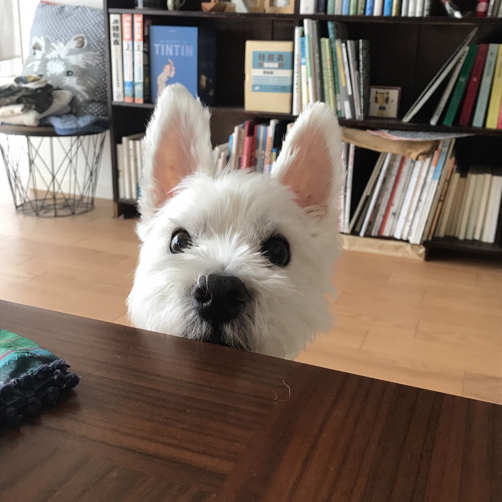 ももた