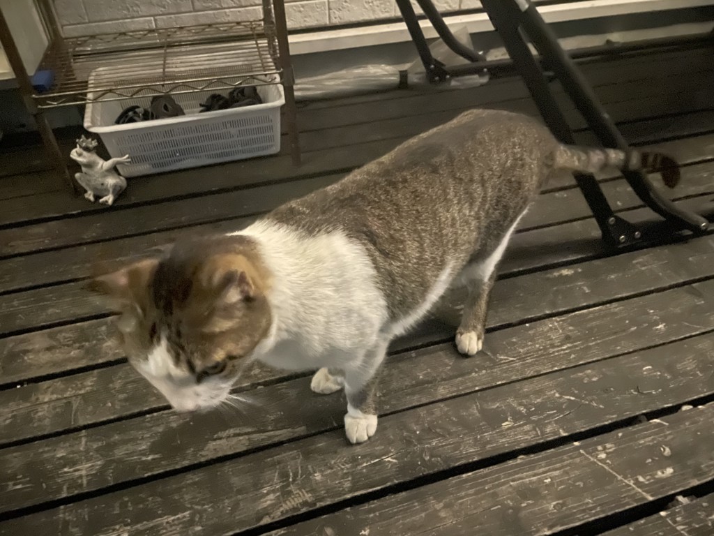 もーちゃん