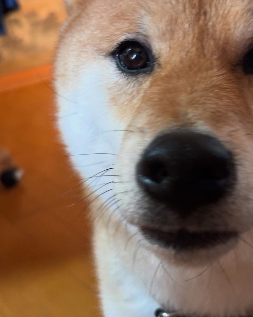 心愛