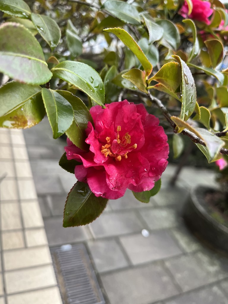 さつき