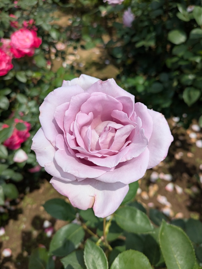 ユーザーアイコン