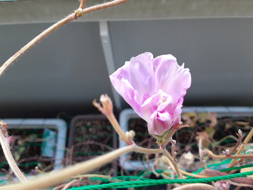 しか