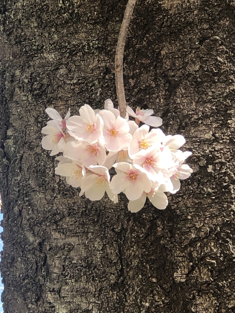 みみこ