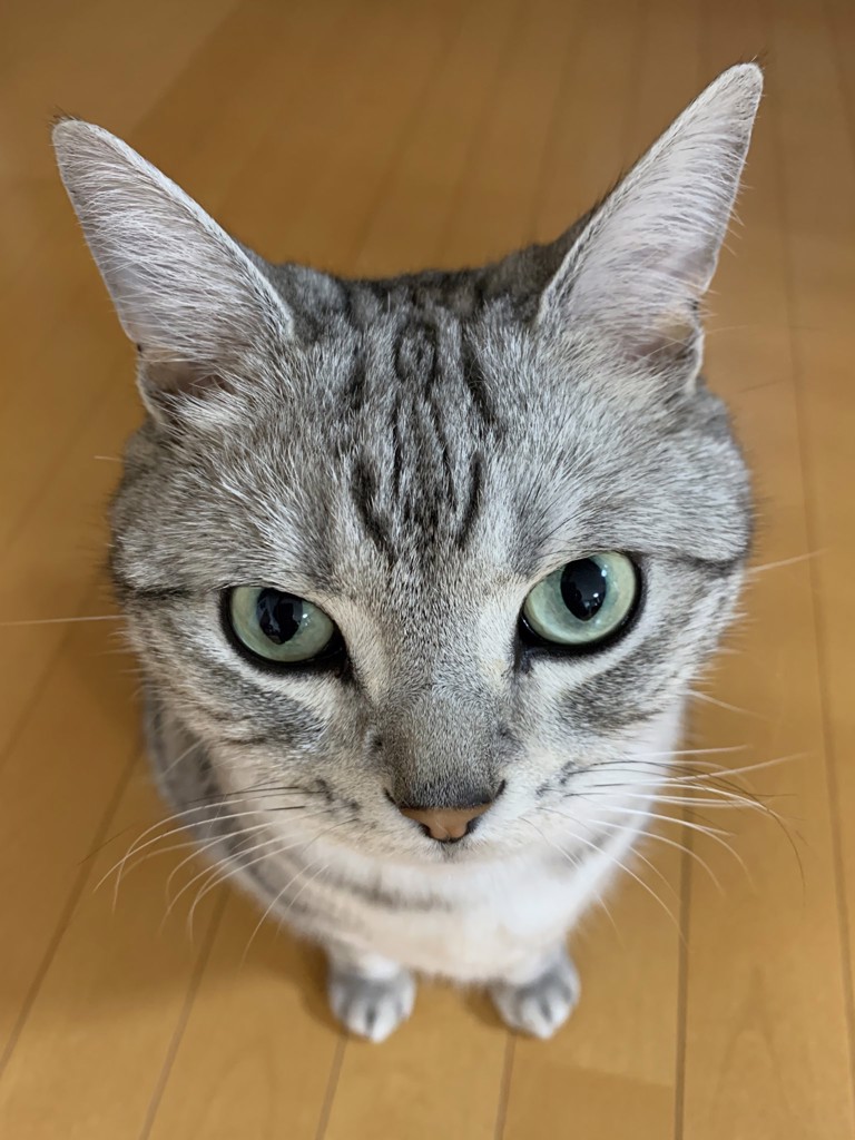 ももまい