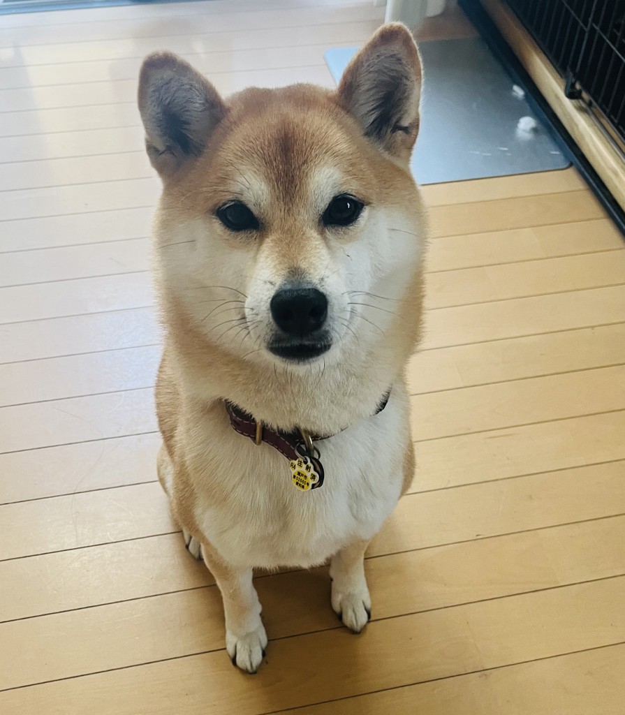 ぽちママ