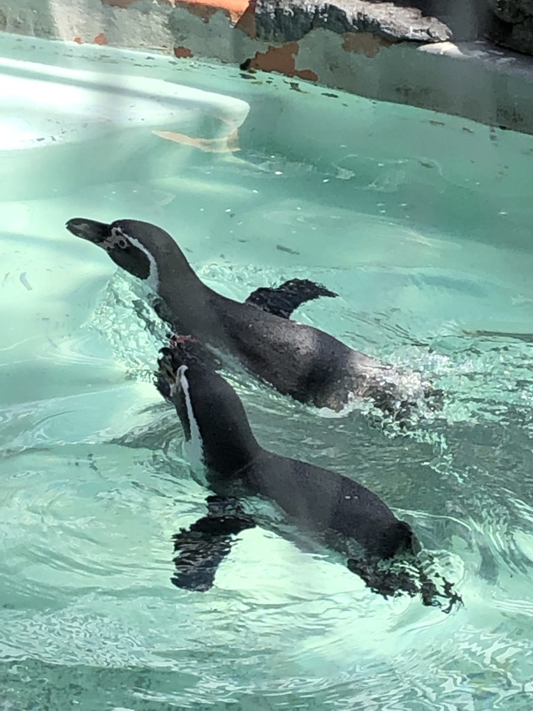 ぽてこ