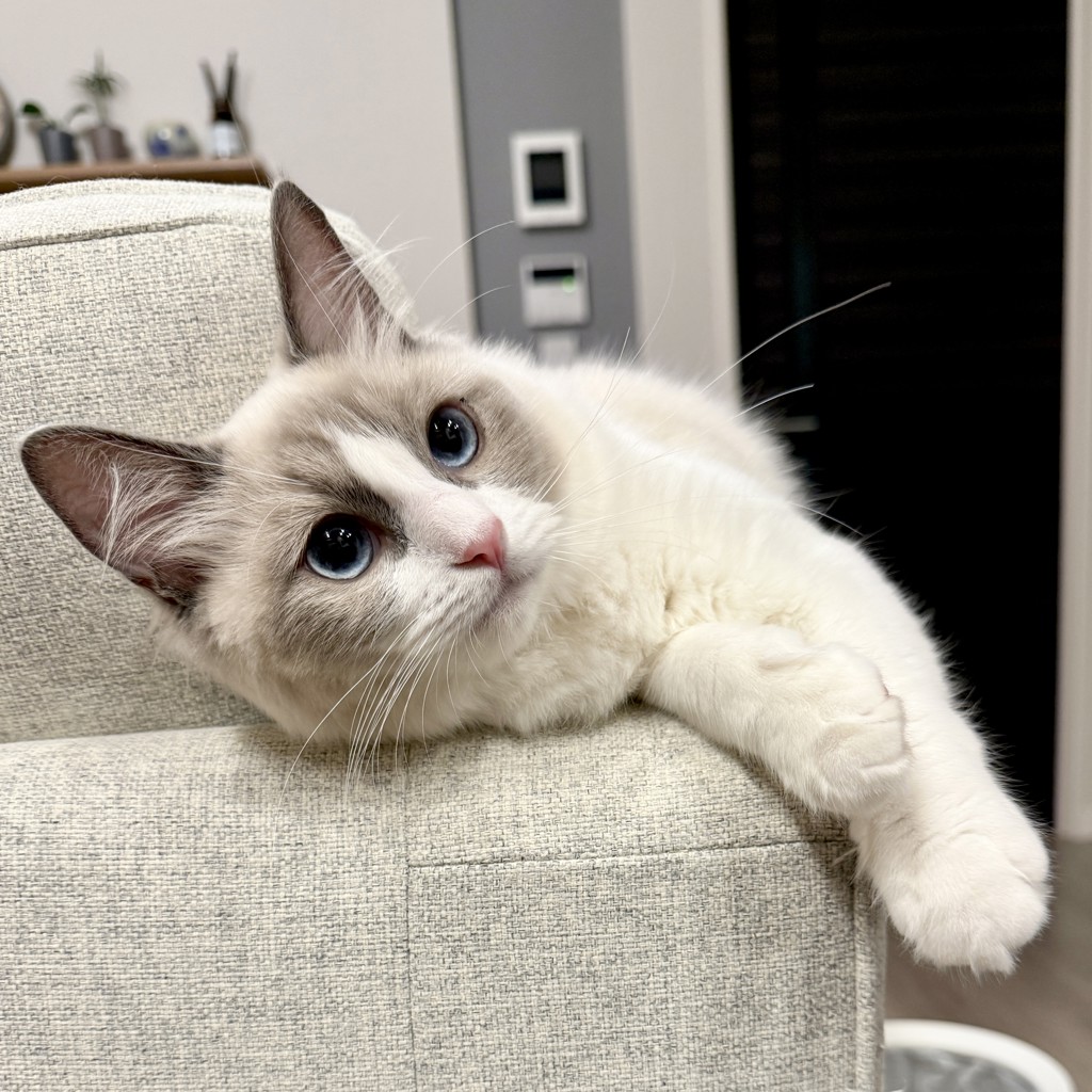 かぁてぃん