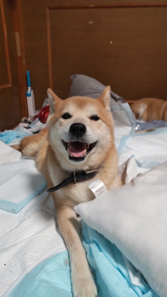 さる