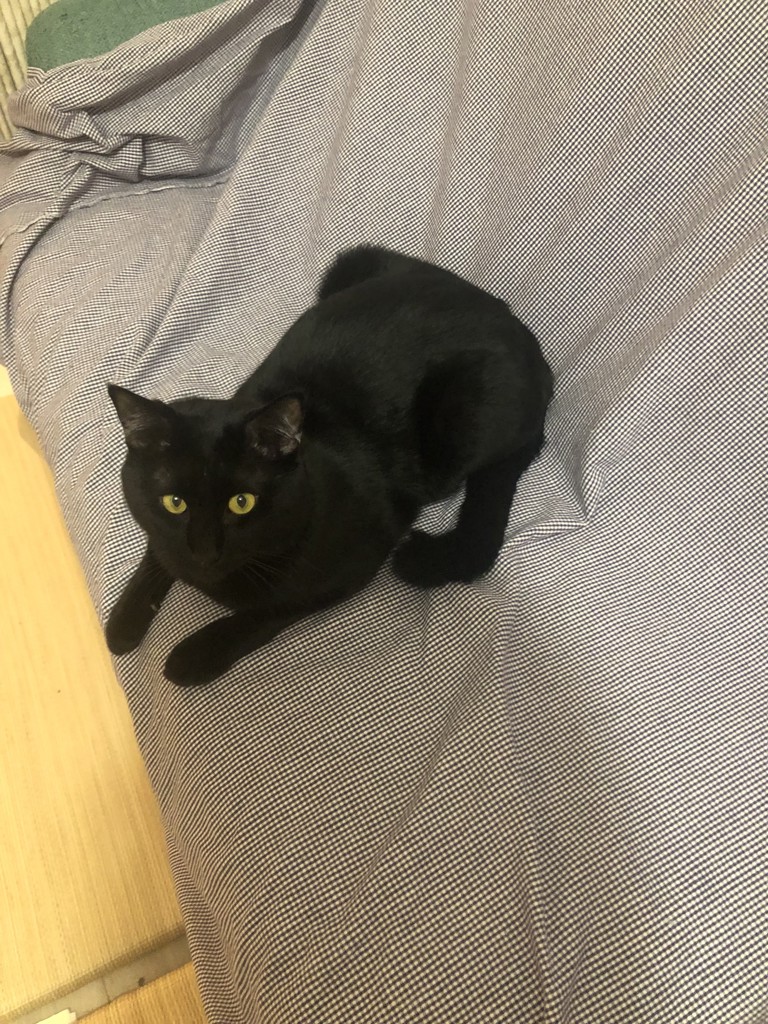 ウニ子