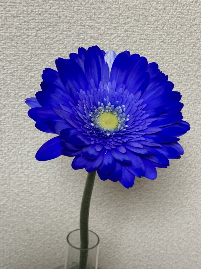 澄空子