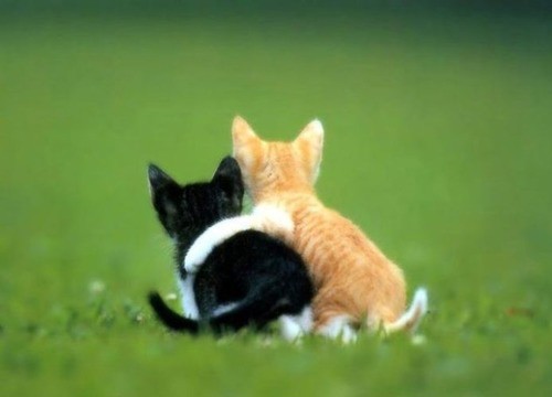 しあわせ飼い主