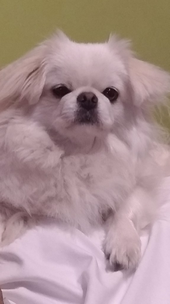 もんちゃん