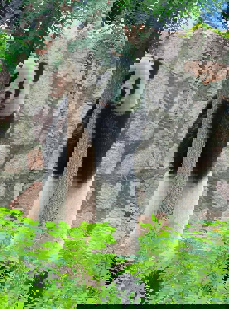 蜜美の梅 150gつぼ入の通販｜静岡茶・日本茶の市川園