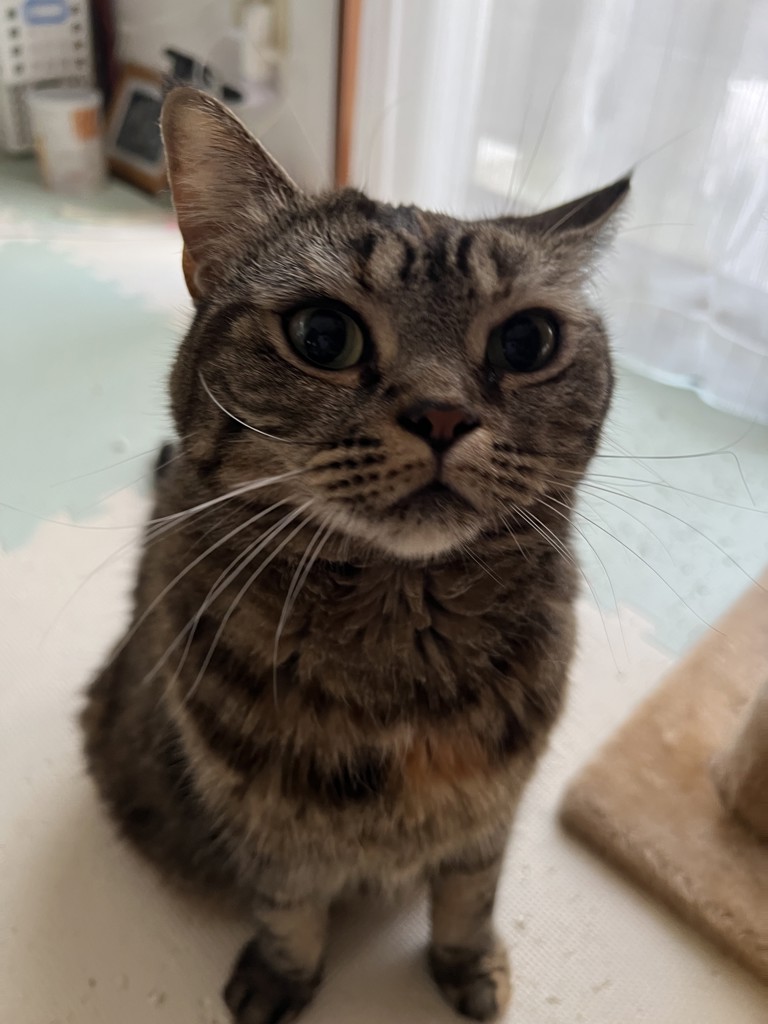 ひろぴろりん