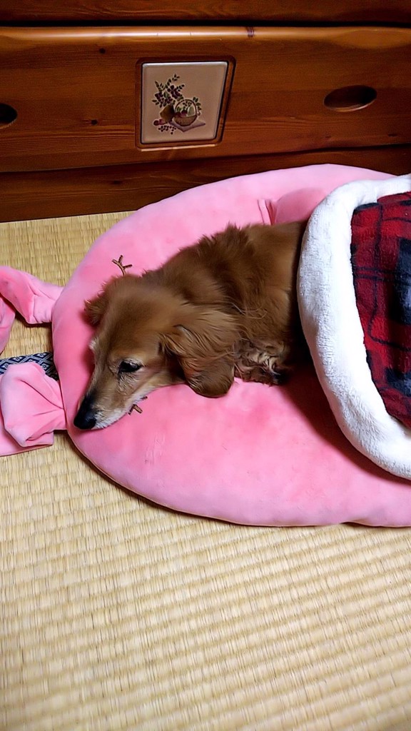クルミ