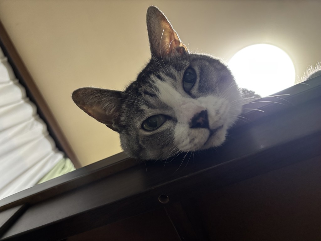 TOM