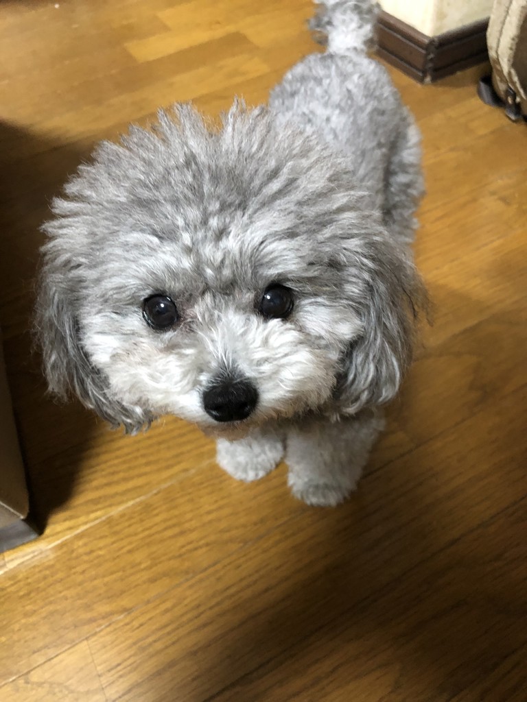 H美