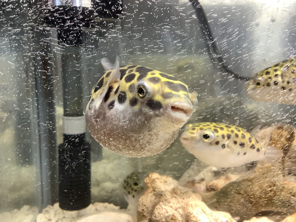 Kershaw ニッパーツメキリS スタンダード: 身だしなみ用品｜貝印公式