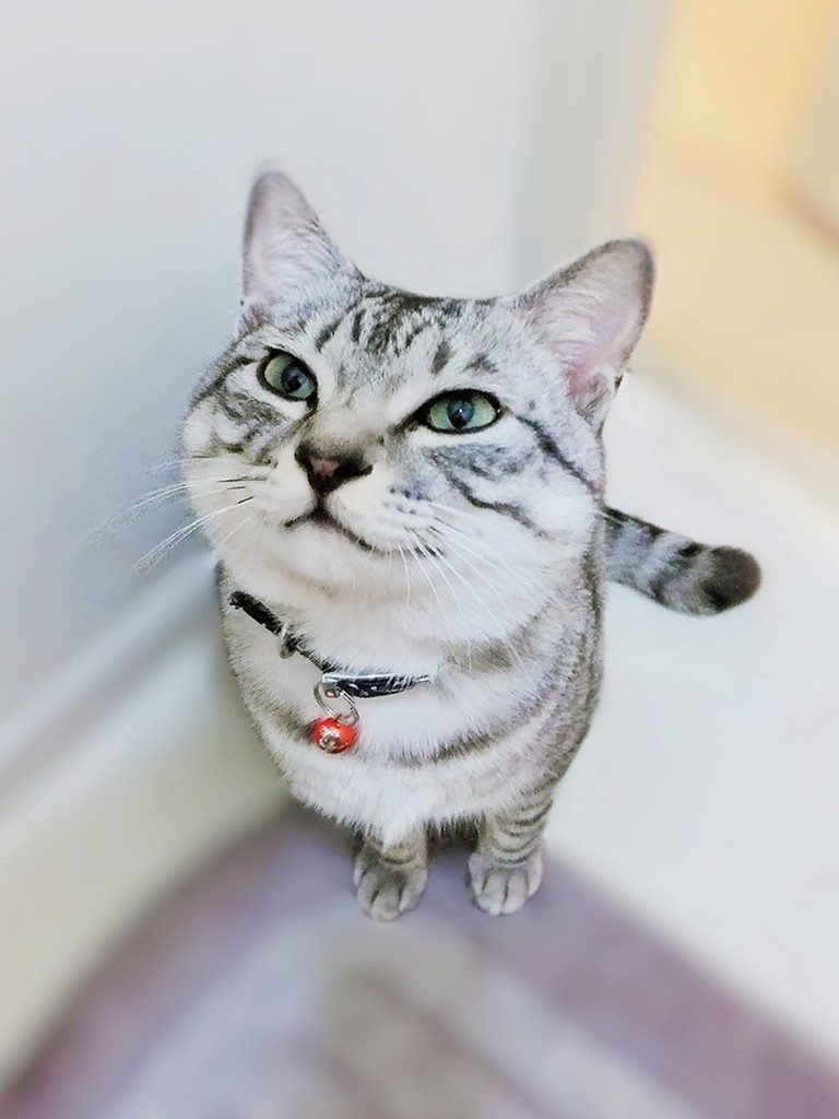 しろねっこ