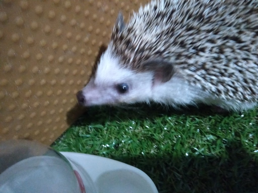 たにしん