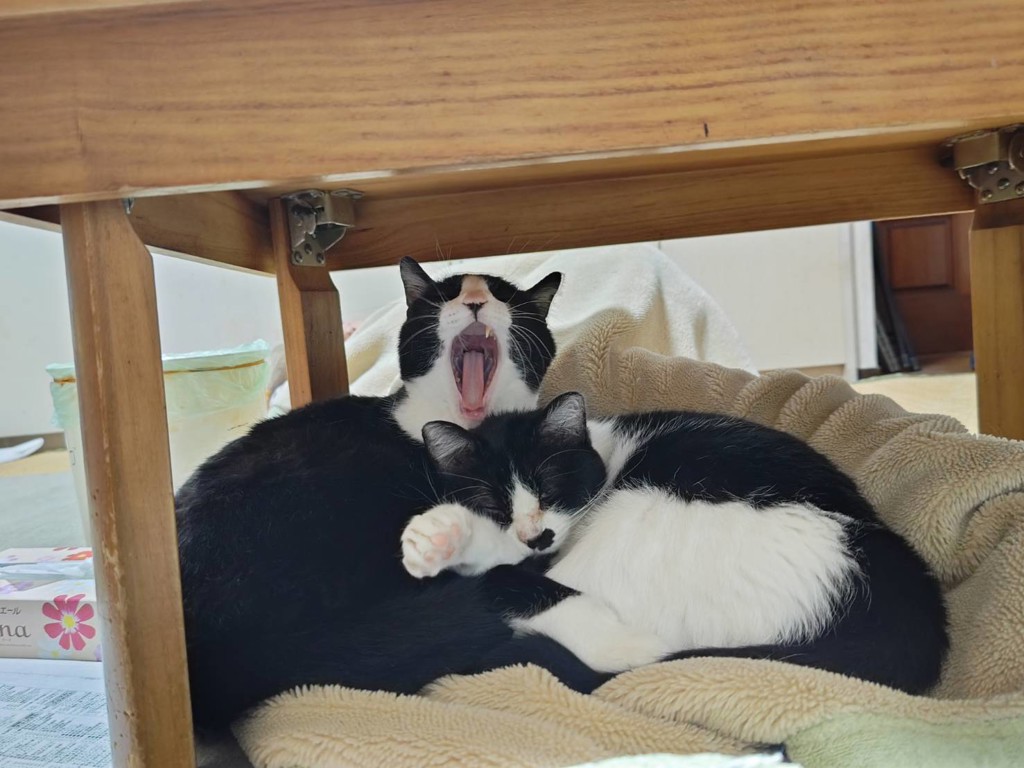 チャコ＆ミニ