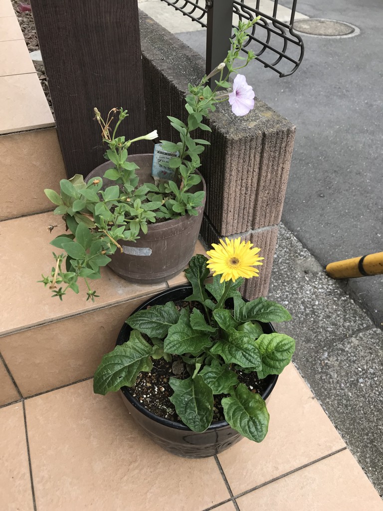 ろなろな
