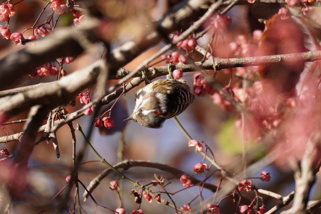 ユーザーアイコン