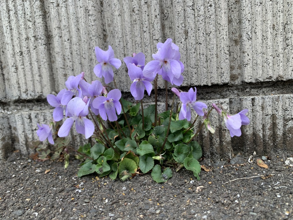 すみれ‪☆