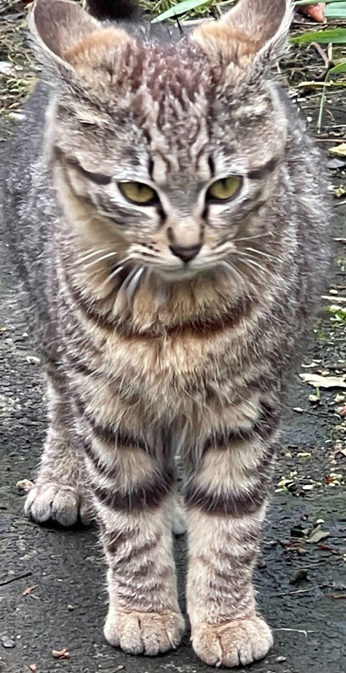 なあたん