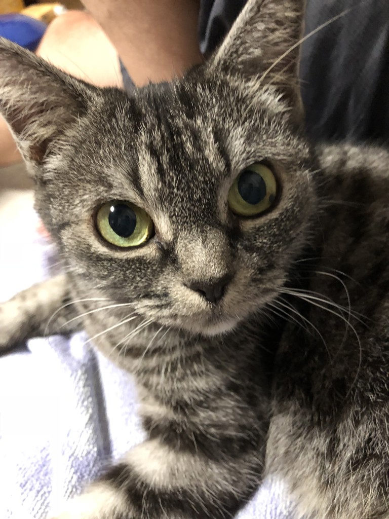 ユーザーアイコン