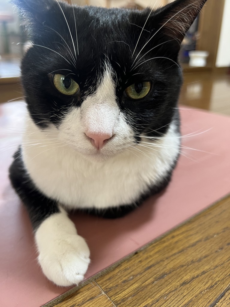コリン