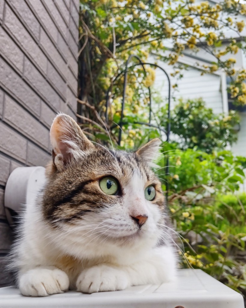 Poki