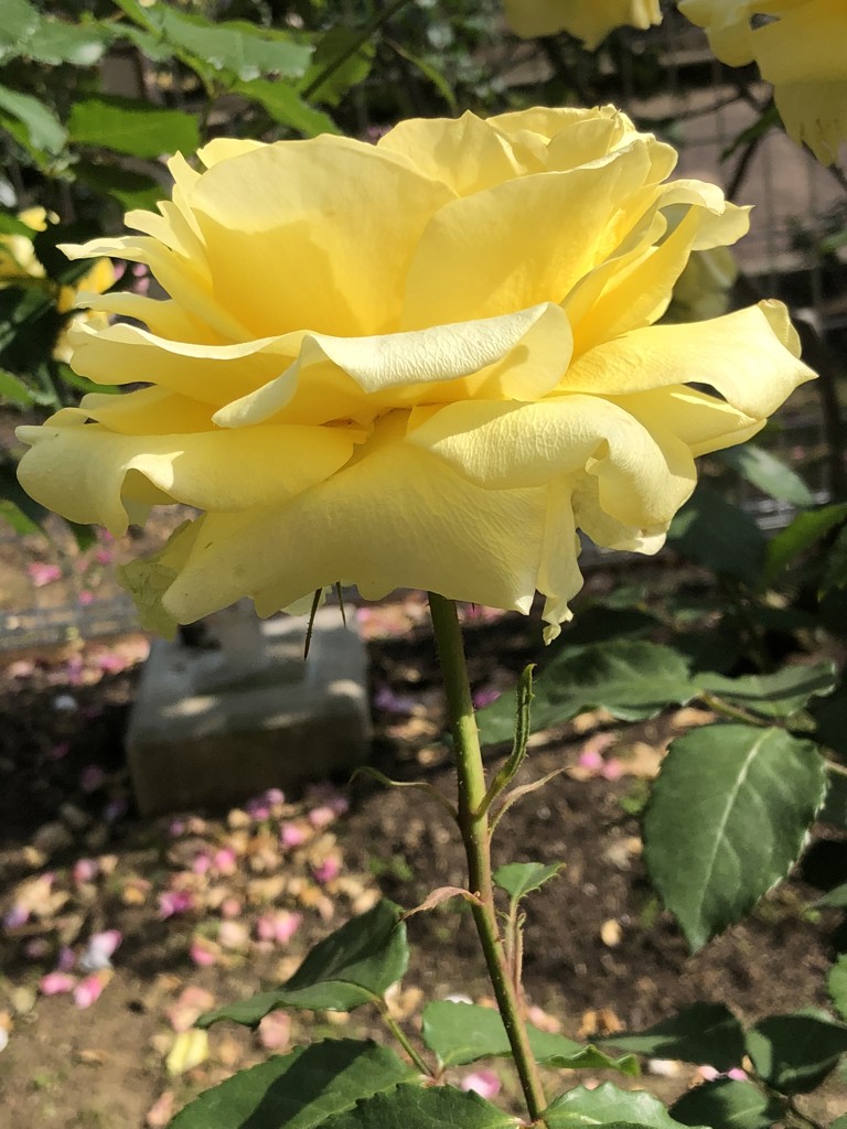 水玉
