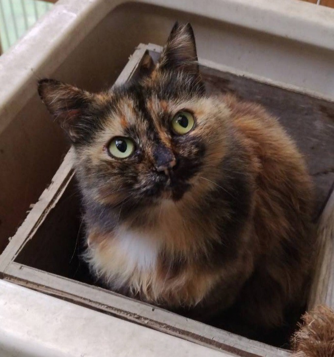 ユーザーアイコン