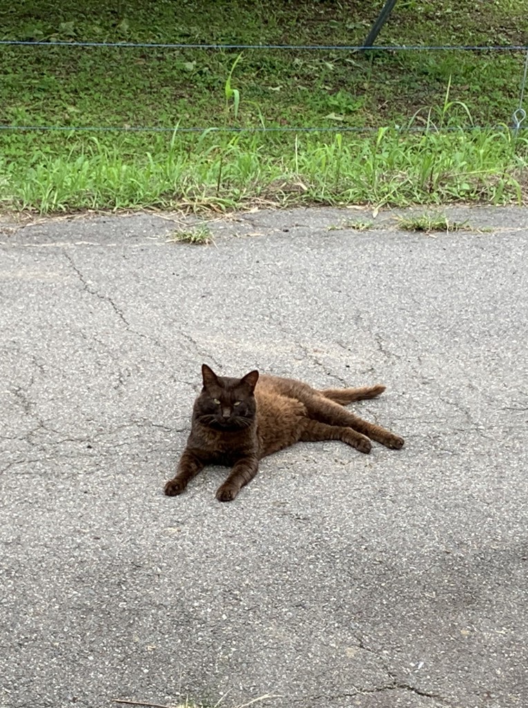 しゃむねこ