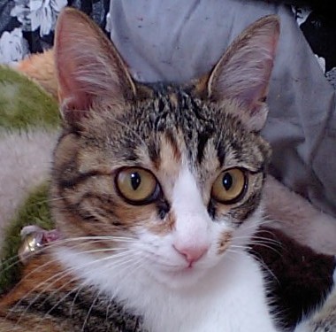 あかしねこ