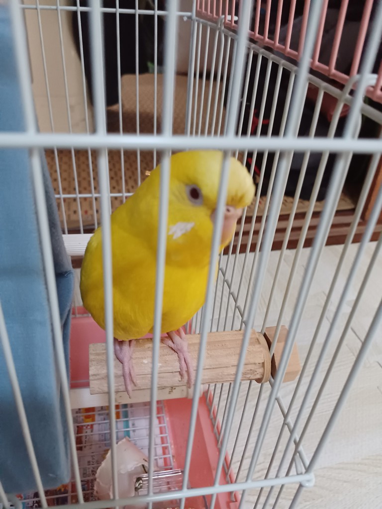 みかを