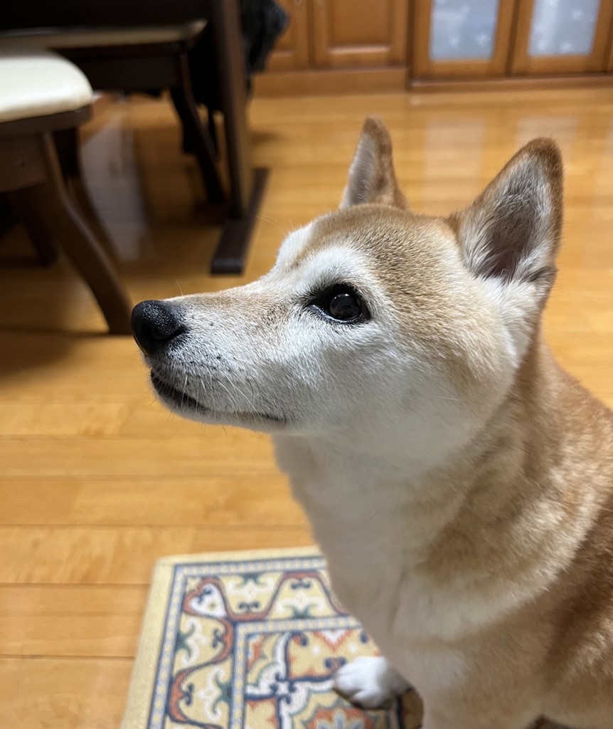 柴犬つゆちゃんのママ