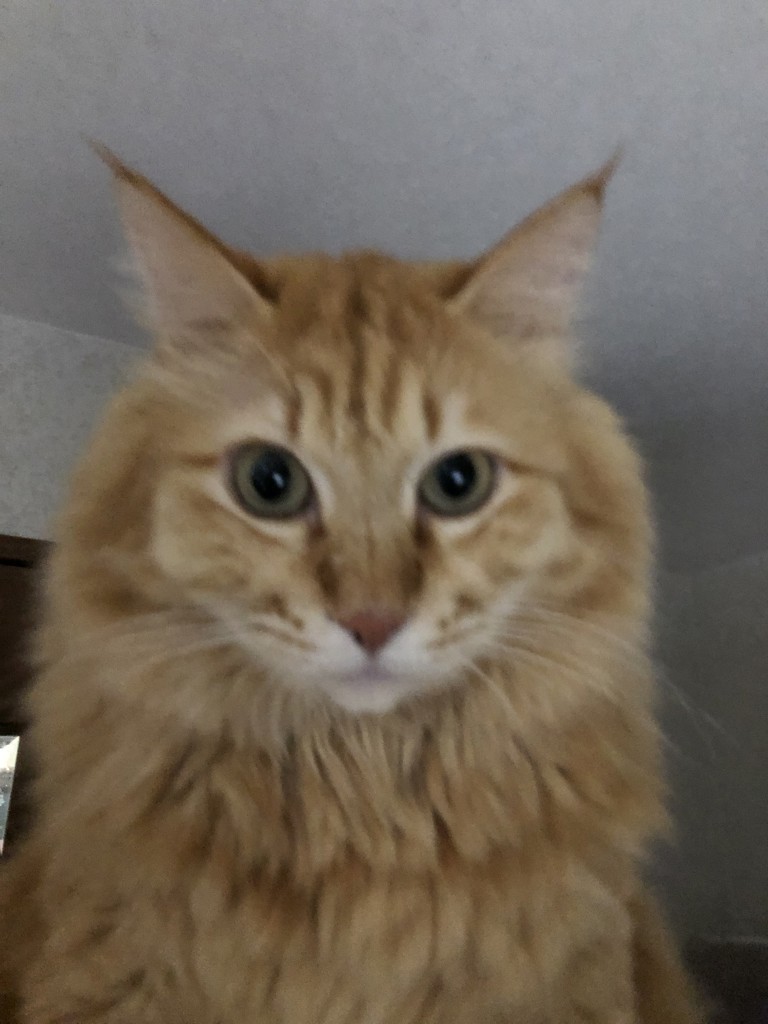 レモン猫