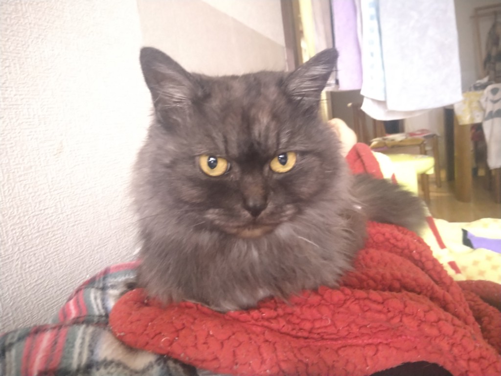 しーにゃん