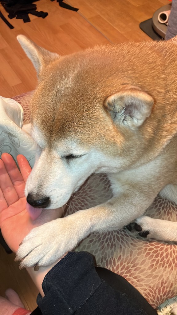 さとこ