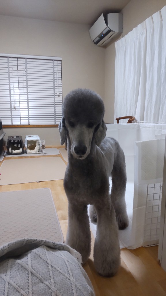 リフレッシュ