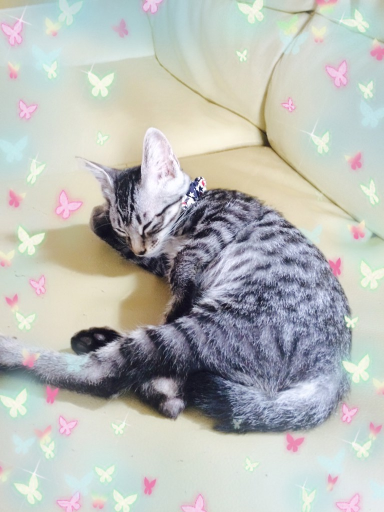 cocoa