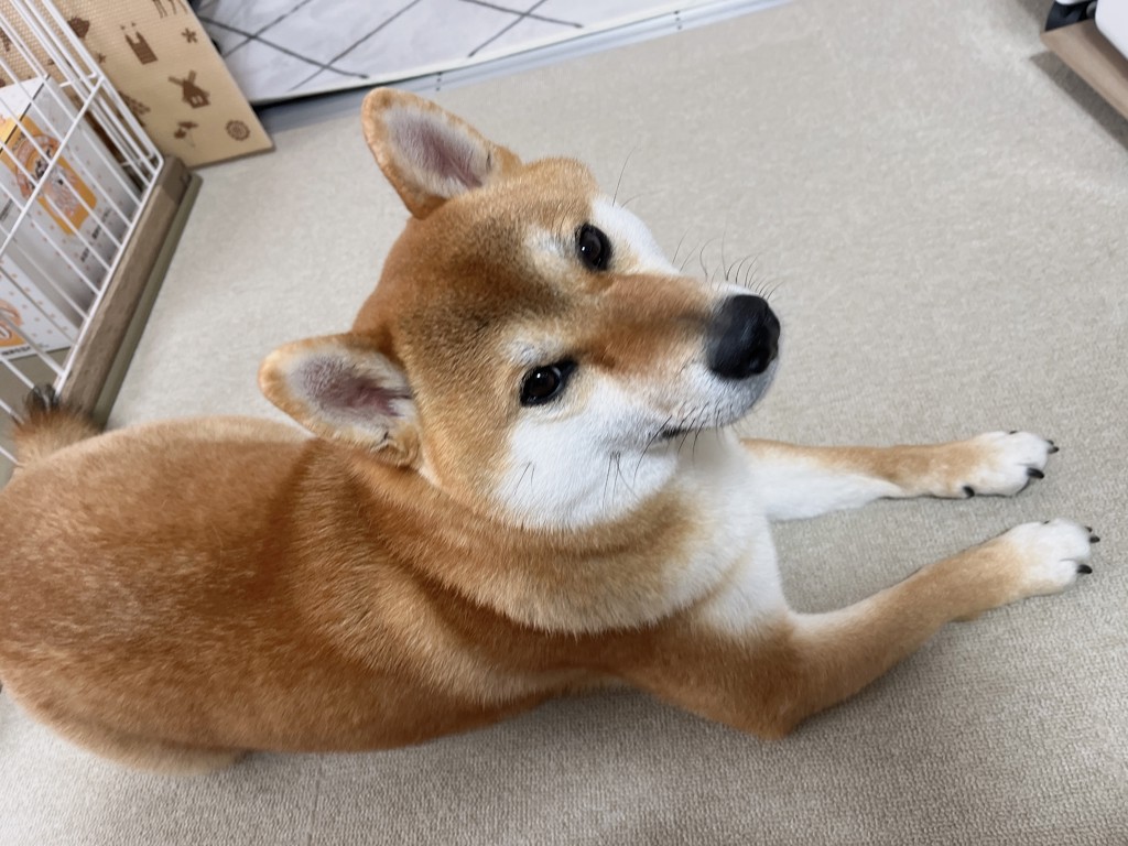 シープさん