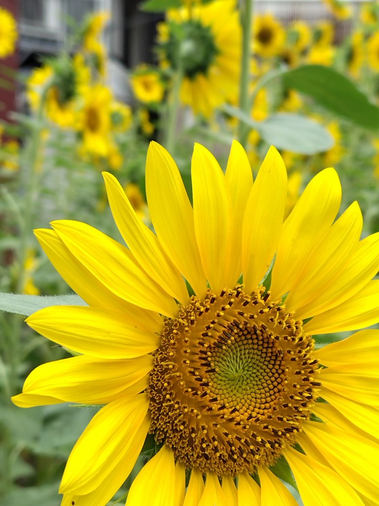 なせばなっちゃん