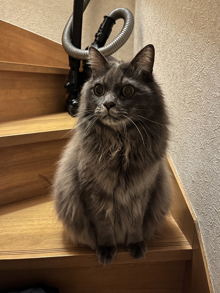 むぎ